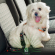 Ремень безопасности для собак до 30 кг Ferplast Dog Safety Belt (модель: 75640917) Ремень безопасности для собак до 30 кг Ferplast Dog Safety Belt (модель: 75640917)