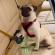 Ремень безопасности для собак до 45 кг Ferplast Dog Travel Belt (модель: 75640017) Ремень безопасности для собак до 45 кг Ferplast Dog Travel Belt (модель: 75640017)