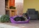 Лежак для собак Siesta Deluxe 12, пластиковый, чёрный, Ferplast 70212917
