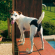 Прокладки для собак Dog Pads Medium-Large
